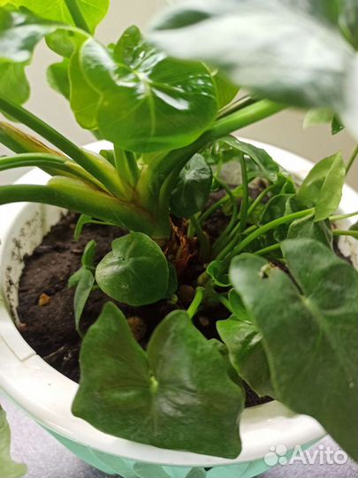 Филодендрон Атом