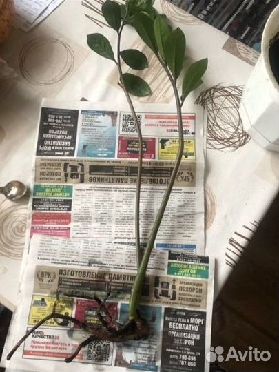 Замиокулькас