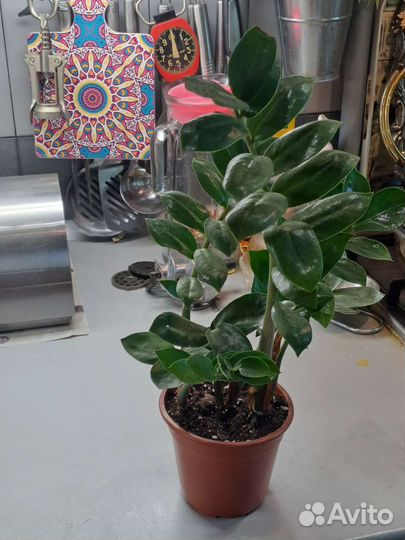 Замиокулькас