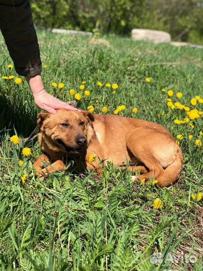 Собака Тибет в семью из приюта