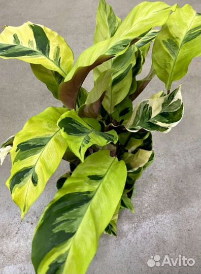 Калатея фьюжен еллоу