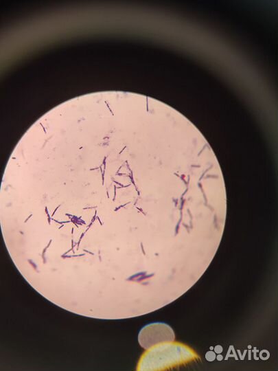Репетитор по биологии \географии