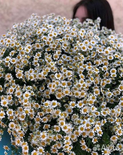 Букеты ромашек