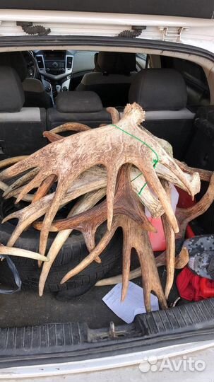 Еноты пушнина