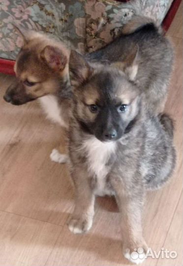 Щенки от небольшой собаки