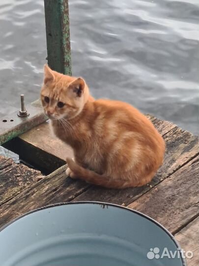 Рыжий котенок
