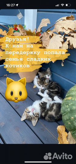 Кошка-мышеловка и котенок в добрые руки