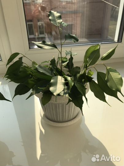 Фикус бенджамина