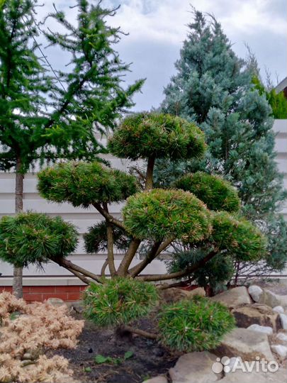 Стрижка растений