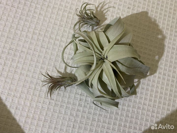 Тилландсия атмосферная (ксерографика), биркин,алоэ