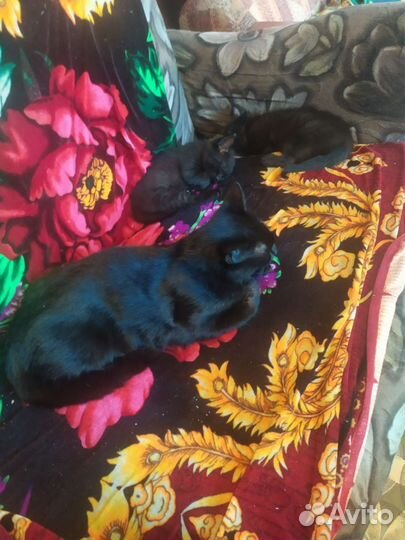 Котята кот и кошка