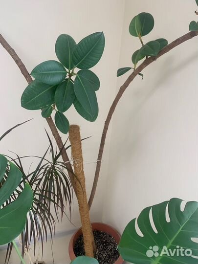 Отдам цветы в добрые руки