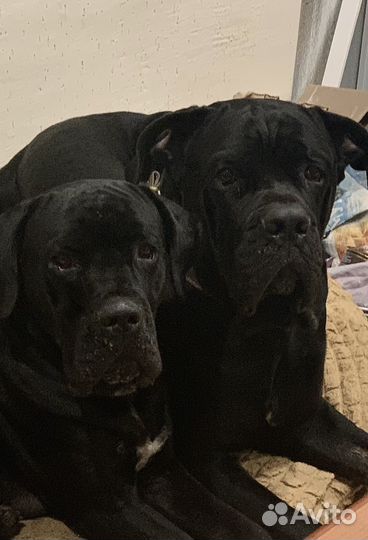 Щенки кане корсо