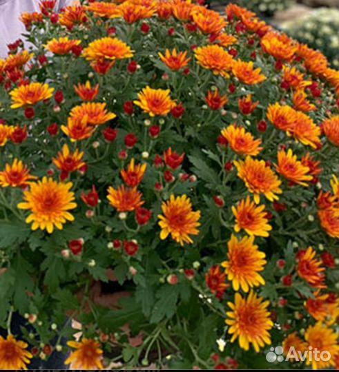 Хризантема мультифлора