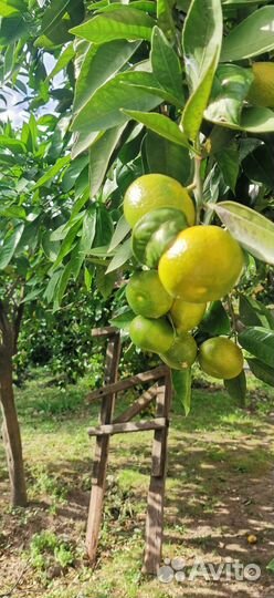 Самый насыщенный тур по осенней Абхазии