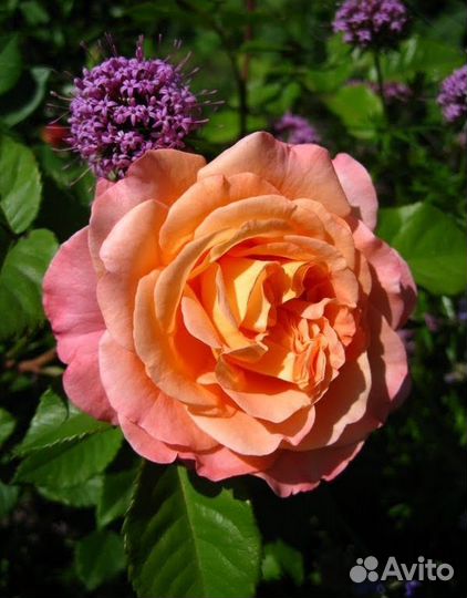 Саженцы роз