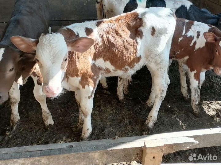 Быки и телочки