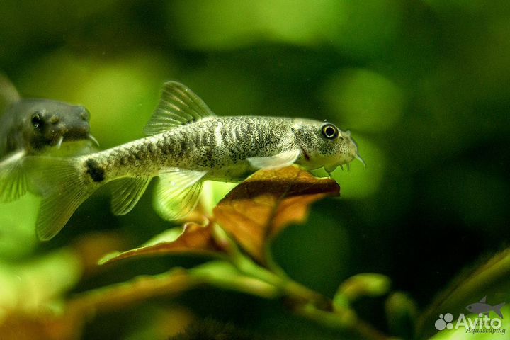 Гарра руфа водорослеед. Аквариумная рыбка