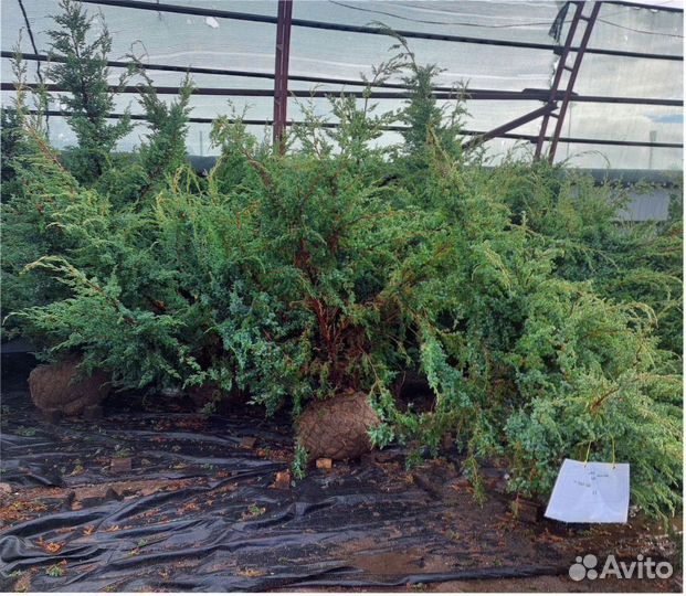 Ель новогодняя живая голубая Костер Koster 120см