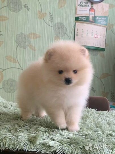 Померанский шпиц