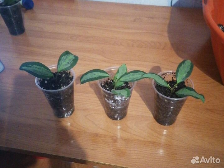 Фикус Диверсифолия вариегатная