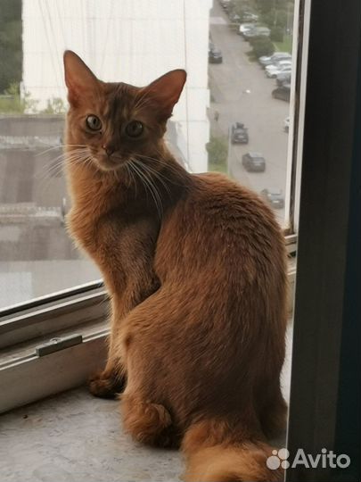 Сомалийская девочка