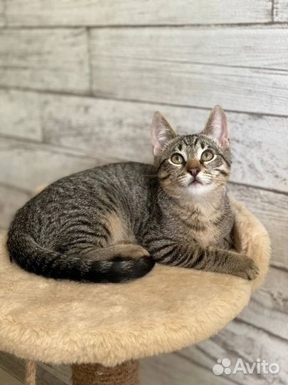 Симба хочет домой