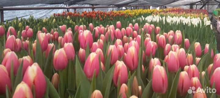 Тюльпаны к 8 марта 2024г