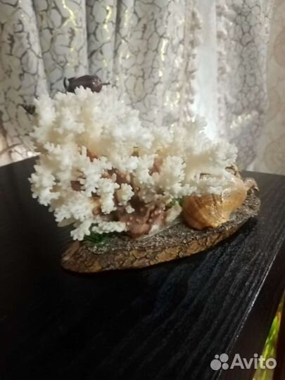 Морские кораллы