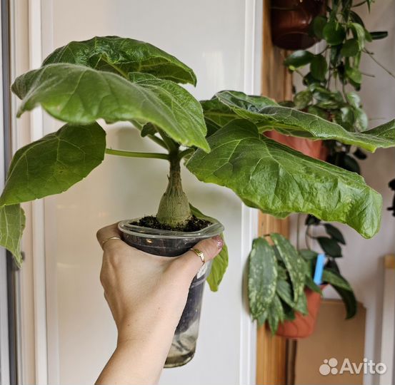 Комнатные растения