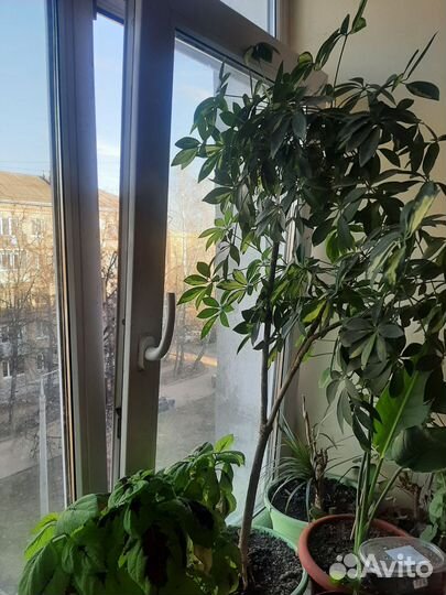 Комнатные цветы шеффлера