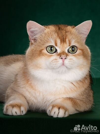 Котик золотая британская шиншилла на вязку