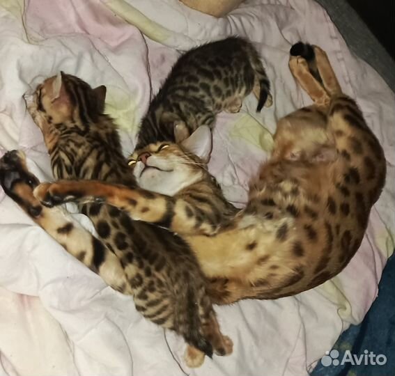 Бенгальская