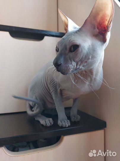 Донской сфинкс