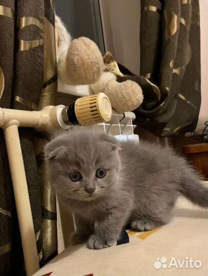 Шотландские вислоухие котята