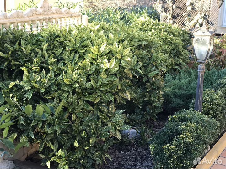 Аукуба японская