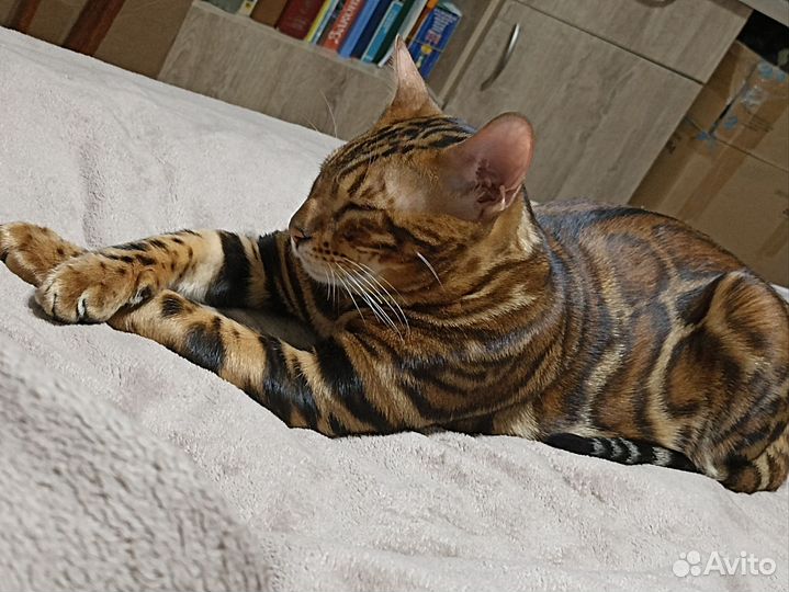 Бенгальский кот вязка