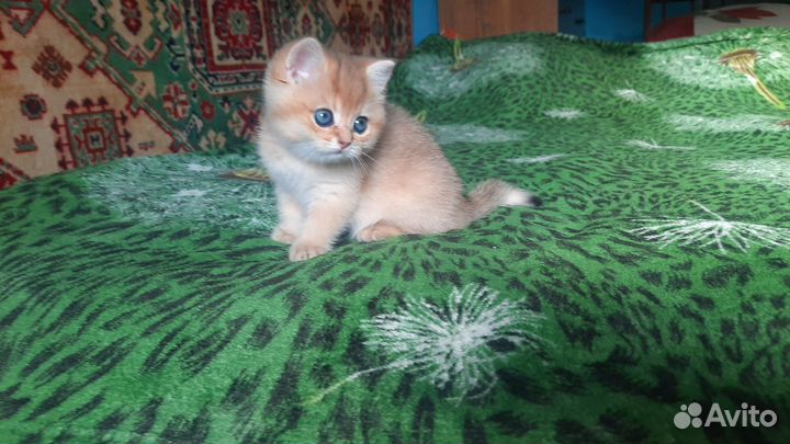 Очаровашка