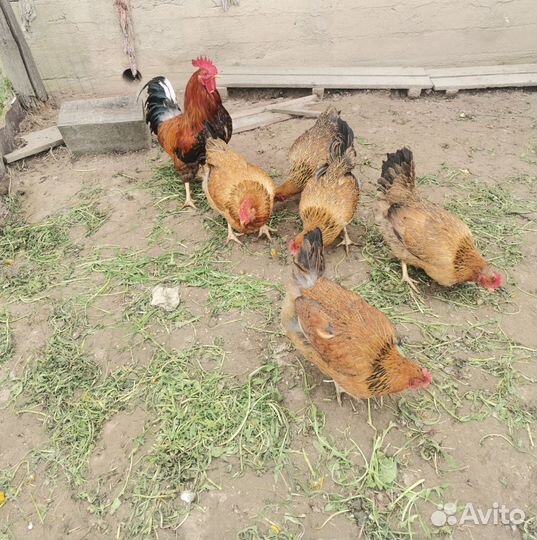 Инкубационное яйцо