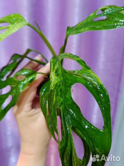 Монстера Адансона минт