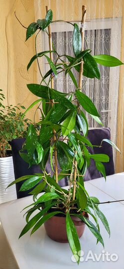 Хойя публикалис