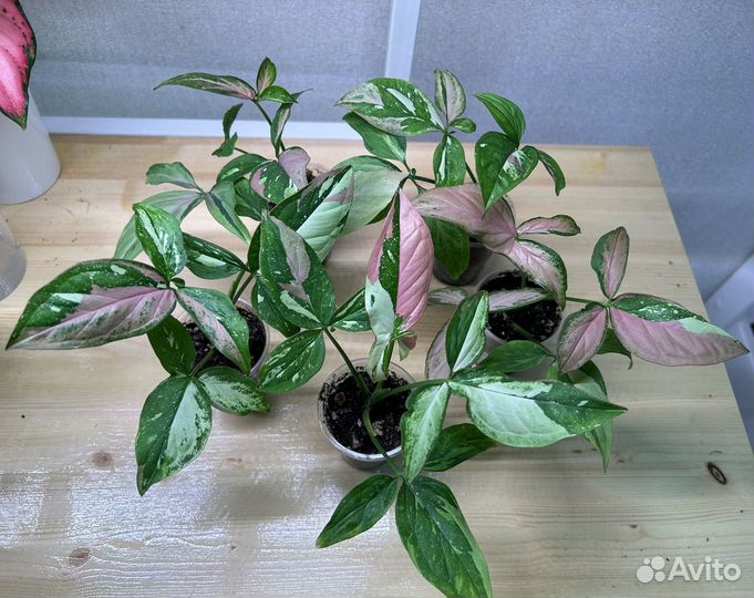 Комнатные цветы