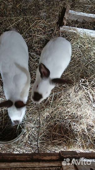 Кролики мясных пород