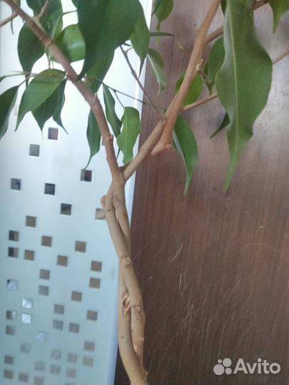 Фикус бенджамина