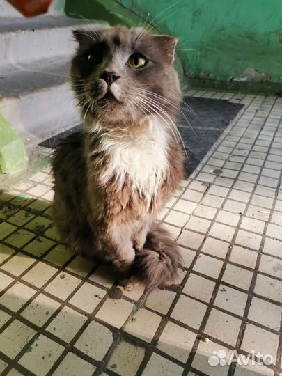 Кошка ищет семью