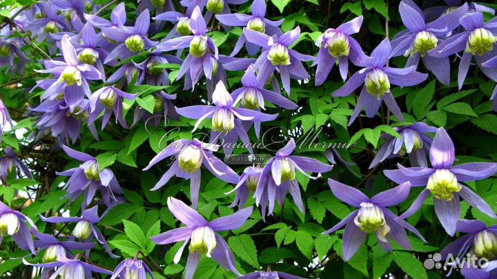 Клематис альпийский / Clematis alpina