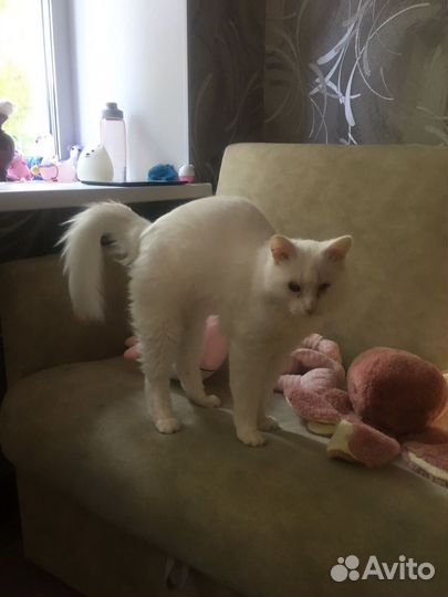 Кот 2 года отдам в добрые руки