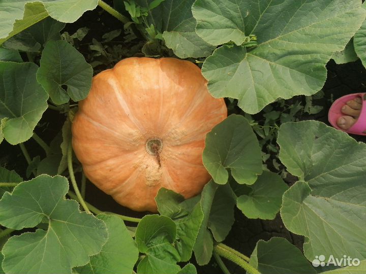 Продам тыкву