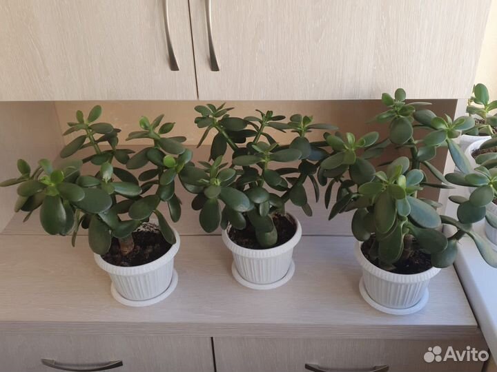 Фикус Али и Толстянка