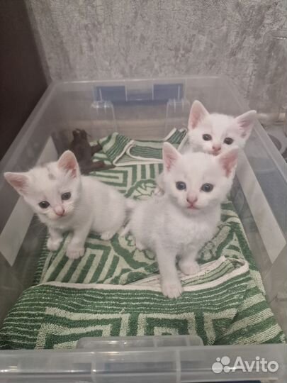 Котята-беляши